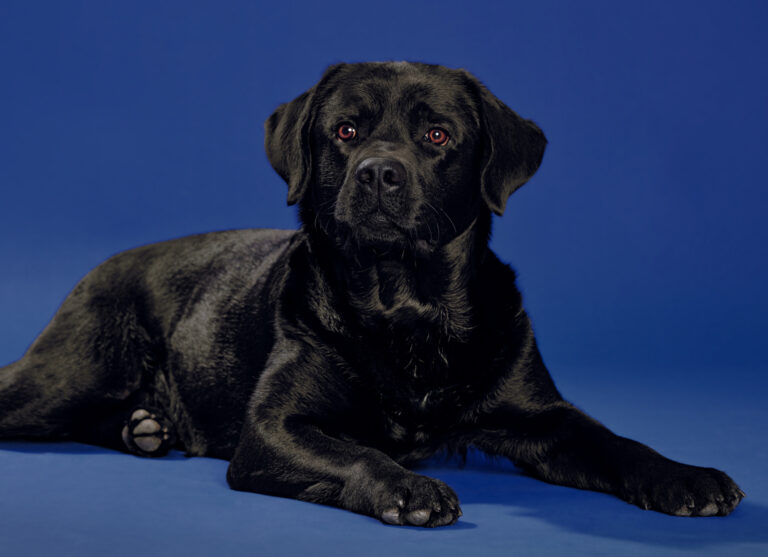Portrait des Mitarbeiter-Hundes Jack